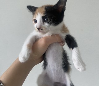 한국 고양이 무료분양