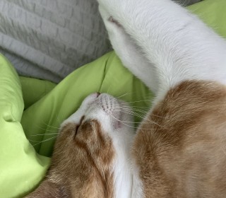 한국 고양이 무료분양