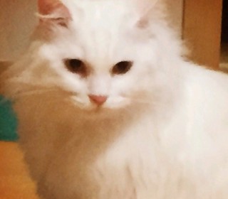 페르시안 무료분양
