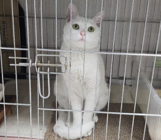 한국 고양이 무료분양