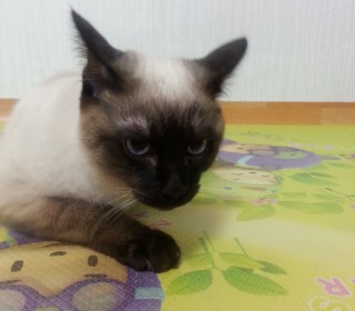 샴 무료분양