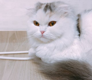 스코티쉬 폴드 무료분양