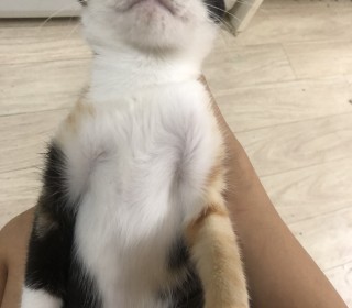 한국 고양이 무료분양