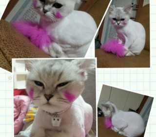 페르시안 무료분양