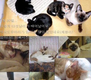 기타 무료분양
