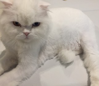 페르시안 무료분양