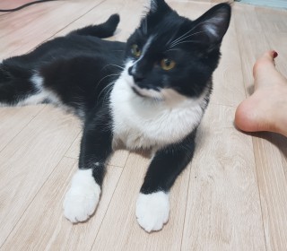 기타 무료분양