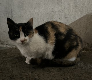 한국 고양이 무료분양