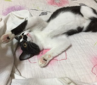 한국 고양이 무료분양