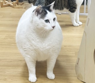 한국 고양이 무료분양