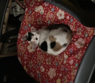 한국 고양이 무료분양