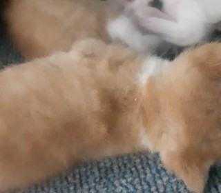 한국 고양이 무료분양