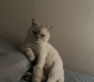 페르시안 무료분양