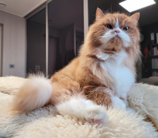 페르시안 무료분양