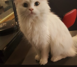 페르시안 무료분양