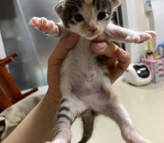 한국 고양이 무료분양