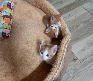 한국 고양이 무료분양