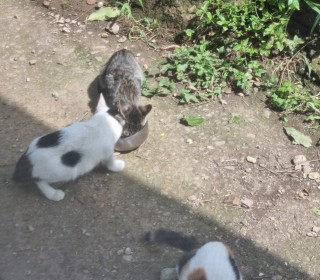 한국 고양이 무료분양