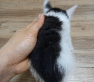한국 고양이 무료분양