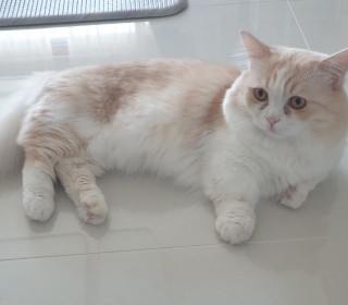 기타 무료분양