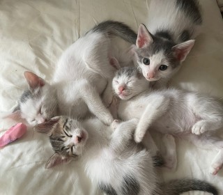 한국 고양이 무료분양