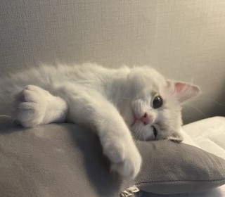 렉돌 무료분양