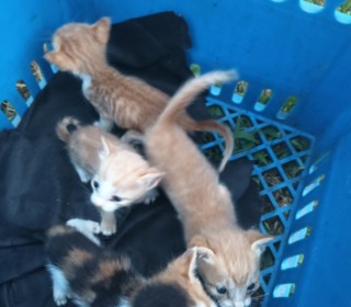 한국 고양이 무료분양
