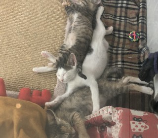  무료분양
