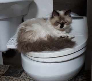 기타 무료분양