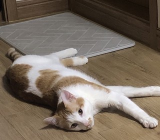 한국 고양이 무료분양