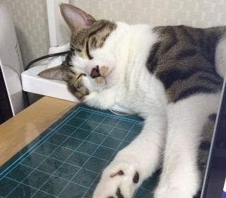 한국 고양이 무료분양