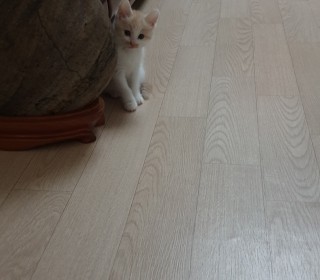기타 무료분양