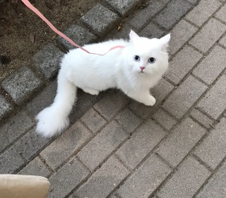페르시안 무료분양