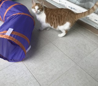 한국 고양이 무료분양