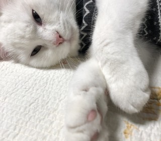 터키쉬앙고라 무료분양