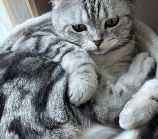 스코티쉬 폴드 무료분양