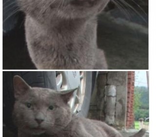 러시안 블루 무료분양