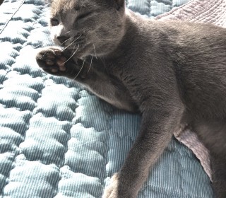 러시안 블루 무료분양