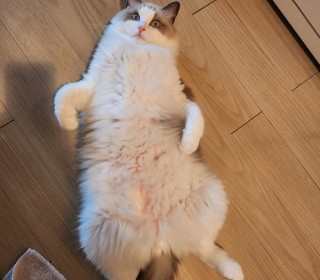 렉돌 무료분양
