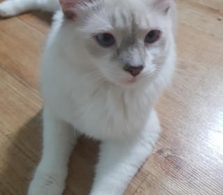 렉돌 무료분양