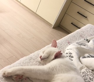 터키쉬앙고라 무료분양