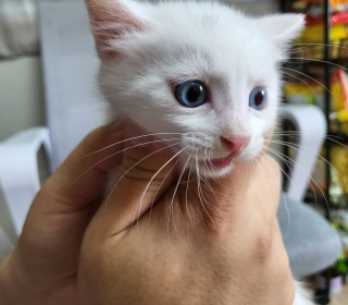 한국 고양이 무료분양
