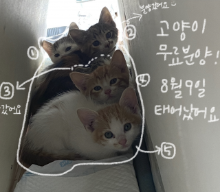 한국 고양이 무료분양