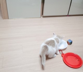 한국 고양이 무료분양