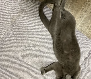 러시안 블루 무료분양
