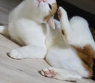 한국 고양이 무료분양