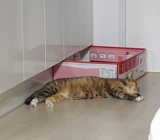 한국 고양이 무료분양