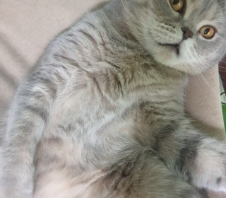 스코티쉬 폴드 무료분양