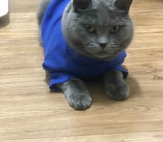 러시안 블루 무료분양