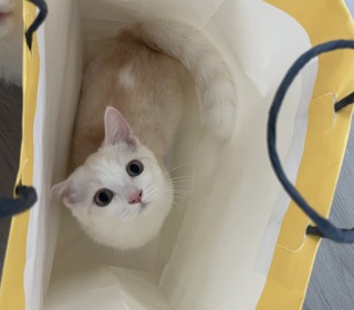 스코티쉬 폴드 무료분양